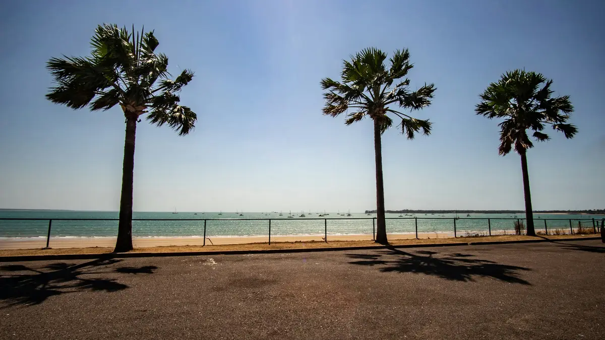 Palm trees along a tropical waterfront
